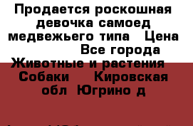 Продается роскошная девочка самоед медвежьего типа › Цена ­ 35 000 - Все города Животные и растения » Собаки   . Кировская обл.,Югрино д.